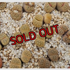 画像: C412 v. laevigata/2H【26-1】