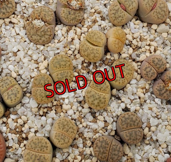 画像1: C412 v. laevigata/2H【26-1】