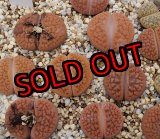 画像: C142B v. hookeri 【26-1】