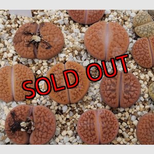 画像: C142B v. hookeri 【26-1】