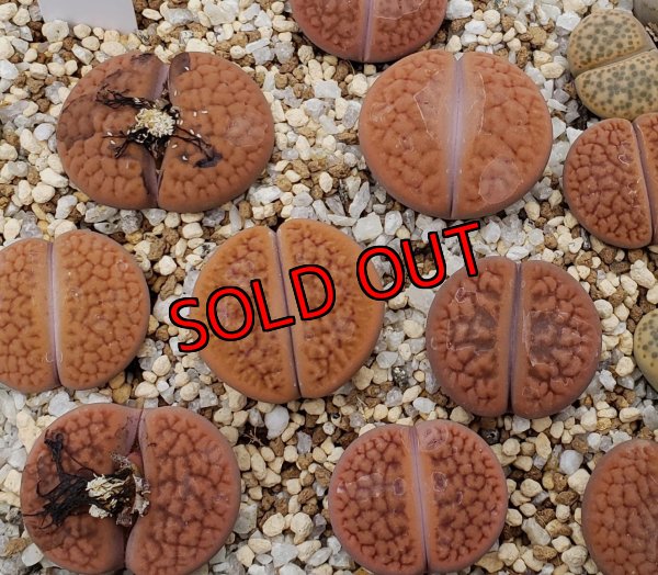 画像1: C142B v. hookeri 【26-1】