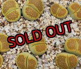 画像: C111A Green,soapstone/2H【26-1】