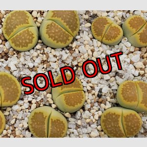 画像: C111A Green,soapstone/2H【26-1】