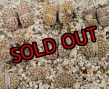 画像:  Reticulate formC64【26-1】