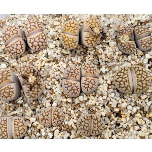 画像:  Reticulate formC64【26-1】