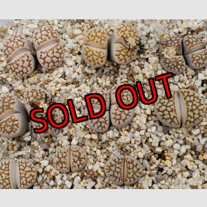 画像:  Reticulate formC64【26-1】