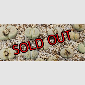 画像: Peppermint Creme C297A【26-1】