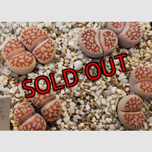 画像: Red julii EEF 109 /Red Reticulata/2H　【26-1】