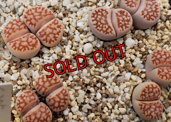 画像1: Red julii EEF 109 /Red Reticulata/2H　【26-1】