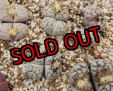 画像:  C205 Chrysocephala大理石/2H　【26-1】