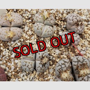 画像:  C205 Chrysocephala大理石/2H　【26-1】