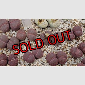 画像:  C393Rubroroseus /2H　【26-1】