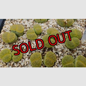 画像: Inca gold VJF1/2H　【26-1】