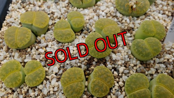 画像1: Inca gold VJF1/2H　【26-1】