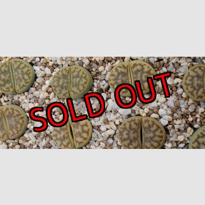 画像:  v.mennellii shinano Gold Moon【26-1】