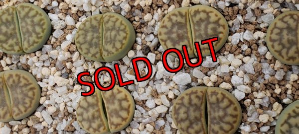 画像1:  v.mennellii shinano Gold Moon【26-1】