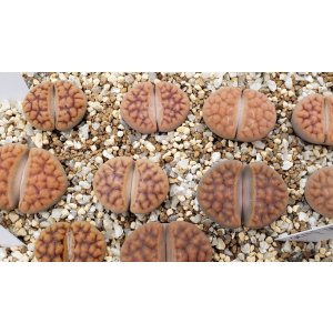 画像: C182 tischeri【26-1】