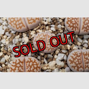 画像: C63 Fuscous form【26-1】