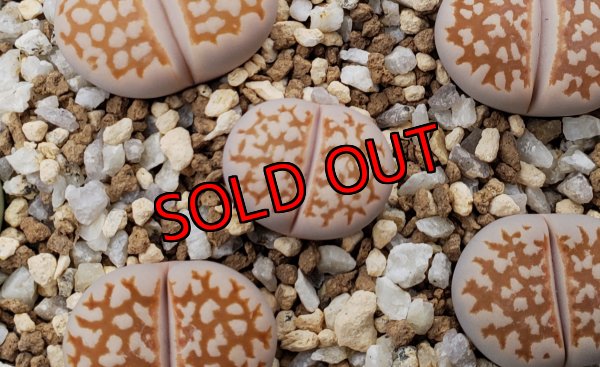 画像1: C63 Fuscous form【26-1】