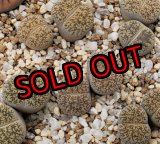 画像: C341 lesliei Kimberley form /2H　【26-1】