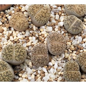 画像: C341 lesliei Kimberley form /2H　【26-1】