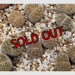 画像: C341 lesliei Kimberley form /2H　【26-1】