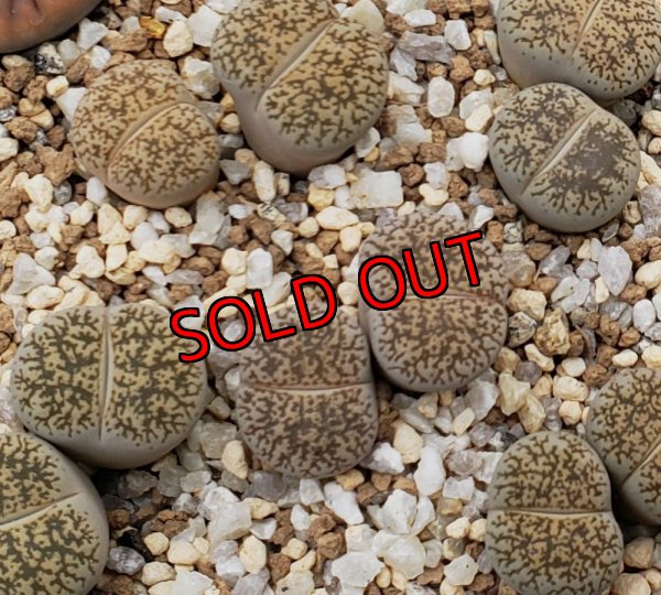 画像1: C341 lesliei Kimberley form /2H　【26-1】