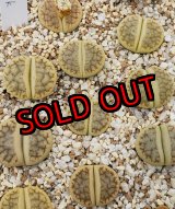 画像: Vertigo' ex. Tok【26-1】