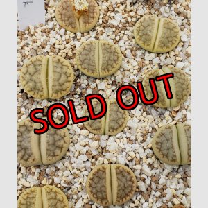 画像: Vertigo' ex. Tok【26-1】