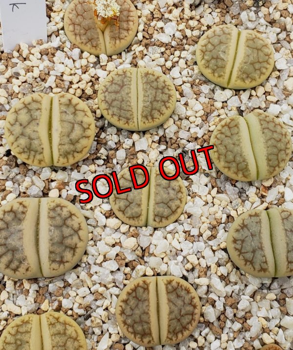 画像1: Vertigo' ex. Tok【26-1】