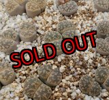 画像: C352 lesliei /2H【26-1】