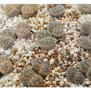 画像: C352 lesliei /2H【26-1】