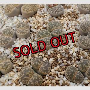 画像: C352 lesliei /2H【26-1】