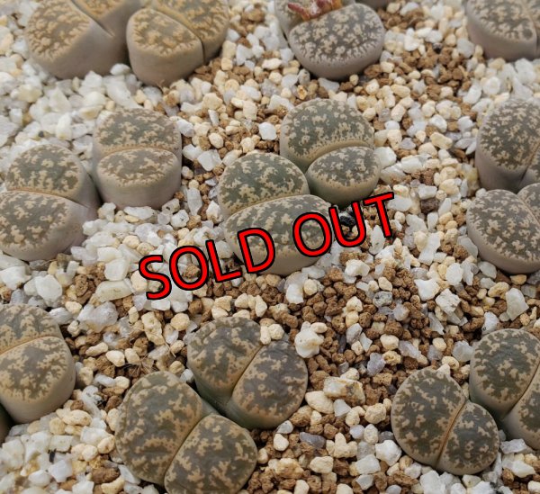 画像1: C352 lesliei /2H【26-1】