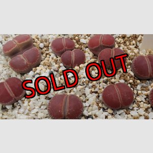 画像:  'Corona-ko' 【26-1】