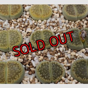 画像:  Gariep Juweel /旧名:Green River【26-1】