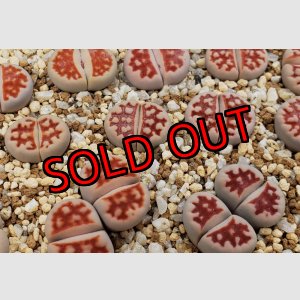 画像: Top Red S. S.【26-1】