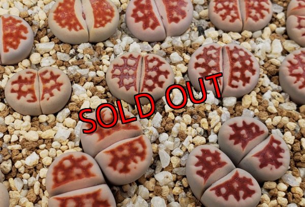 画像1: Top Red S. S.【26-1】