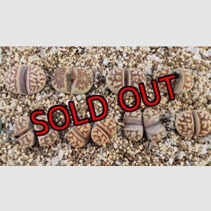 画像: dorotheae EH (yellow) /2H 【26-1】