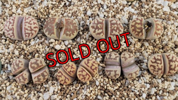 次の写真に番号振ってます