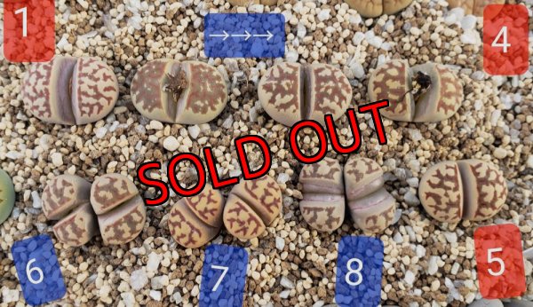 画像2: dorotheae EH (yellow) /2H 【26-1】