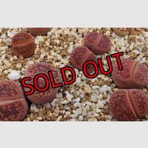 画像: Redd i ssh EH208 /2H【26-1】