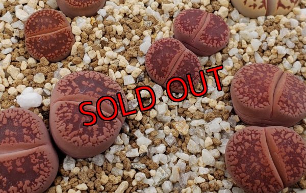 画像1: Redd i ssh EH208 /2H【26-1】