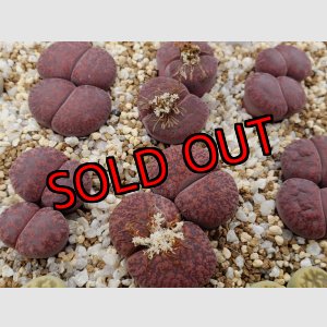 画像: Jamboorree ex. S. H. /2H【26-1】