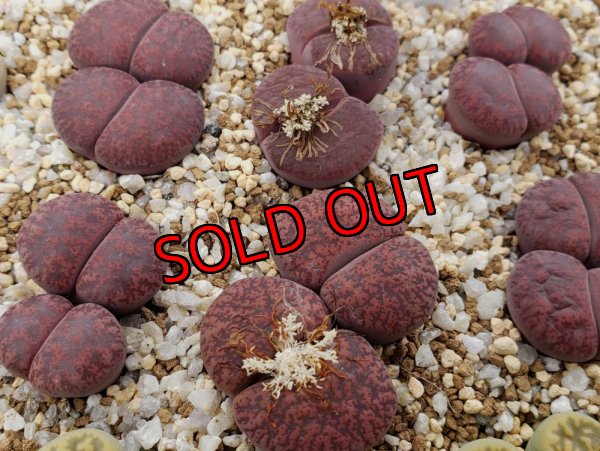 画像1: Jamboorree ex. S. H. /2H【26-1】