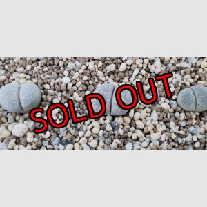 画像:  C410 amicorum【26-1/8】