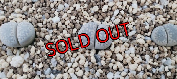 今回販売の分です/1H