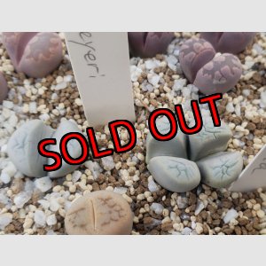 画像:  meyeri C273【26-1/8】