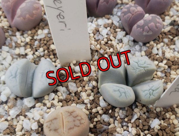 画像1:  meyeri C273【26-1/8】