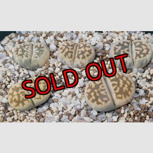 画像: karasmontana ssp. ‘Cascade’ ex C285【26-1】